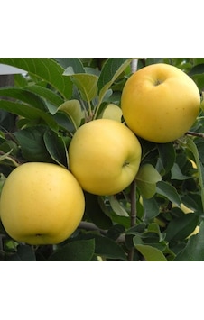 Tüplü Aşılı Tam Bodur Aromalı Golden Elma Fidanı Tüplü Aşılı Tam Bodur Aromalı Golden Elma Fidanı