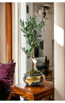 Gold World Saksıda Bonsai Zeytin Ağacı Gold World Saksıda Bonsai Zeytin Ağacı