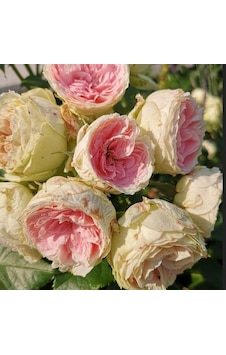 Tüplü Yediveren Hybrid Tea Pompon Çok Goncalı Soğuklara Dayanıklı Masal Gülü Fidanı Tüplü Yediveren Hybrid Tea Pompon Çok Goncalı Soğuklara Dayanıklı Masal Gülü Fidanı