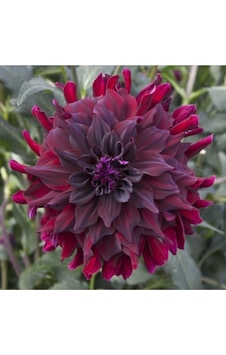 Kadife Kırmızı Yıldız Çiçeği Soğanı Dahlia 2 Adet Kadife Kırmızı Yıldız Çiçeği Soğanı Dahlia 2 Adet