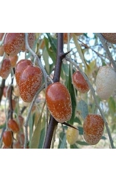 Tüplü Anadolu İğde Ağacı‏ Fidanı (150-200 cm)