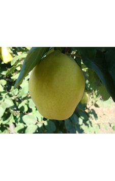 Eşme Ayva Fidanı