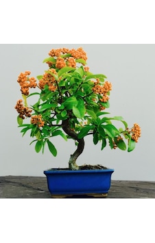 Herdem Yeşil Bodur Bonsai için Uygun Ateş Dikeni Bitkisi Fidanı Herdem Yeşil Bodur Bonsai için Uygun Ateş Dikeni Bitkisi Fidanı