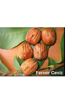 Fernor Ceviz Fidanı 2 Yaş - Tüplü 40-60 Cm Fernor Ceviz Fidanı 2 Yaş - Tüplü 40-60 Cm