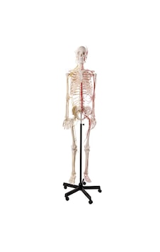 Sinir Ve Damarlı, Gerçek Boyutlarında İnsan İskeleti Modeli, 180 Cm - İskelet Maketi 01 Sinir Ve Damarlı, Gerçek Boyutlarında İnsan İskeleti Modeli, 180 Cm - İskelet Maketi 01