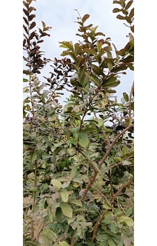 Tüplü Guava Fidanı 1.5/2 Metre Tüplü Guava Fidanı 1.5/2 Metre