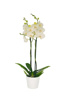 Midi Çift Dal Beyaz Orkide Canlı Bitki 50 Cm Midi Çift Dal Beyaz Orkide Canlı Bitki 50 Cm