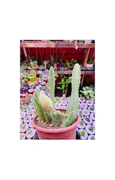 Stapelia Flavirostris Leş Kaktüsü Koyu Kırmızı Büyük Çiçek Veren Stapelia Flavirostris Leş Kaktüsü Koyu Kırmızı Büyük Çiçek Veren