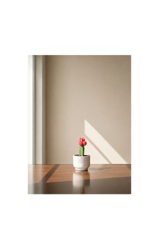 Moon Cactus Ay Kaktüsü Moon Cactus Ay Kaktüsü