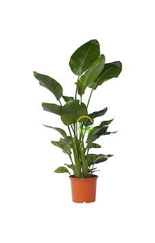 Starliçe 3 Köklü - Cennet Kuşu - Strelitzia Nicolai 140-160cm Starliçe 3 Köklü - Cennet Kuşu - Strelitzia Nicolai 140-160cm