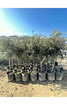 Saksıda Yarı Bodur Gemlik Zeytin Fidanı 4-5 Yaş 50-...