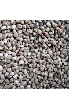 Kendir Tohumu Elenmis Tertemiz Ürün 10kg Kendir Tohumu Elenmis Tertemiz Ürün 10kg