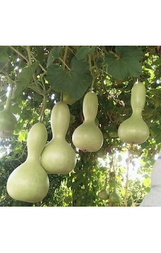 Fidanistanbul Lagenaria Siceraria Su Kabağı Tohumu 5 Adet Fidanistanbul Lagenaria Siceraria Su Kabağı Tohumu 5 Adet