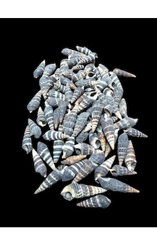 Deniz Kabukları 100 Gr No-2-batillariazonalis