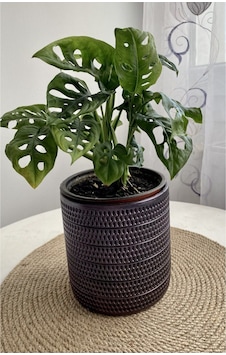 Monstera Monkey Leaf &delikli Deve Tabanı-ofis-salon Bitkisi Monstera Monkey Leaf &delikli Deve Tabanı-ofis-salon Bitkisi