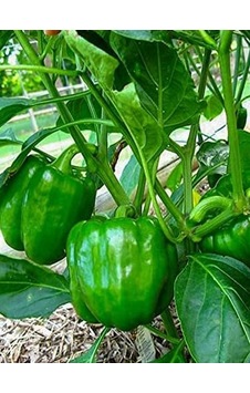 Erdem Garden Doğal Antep Dolma Biberi Canan 100 Ad. Tohum Sku: Smgstk8f77aeb7cb Açık Gri Erdem Garden Doğal Antep Dolma Biberi Canan 100 Ad. Tohum Sku: Smgstk8f77aeb7cb Açık Gri