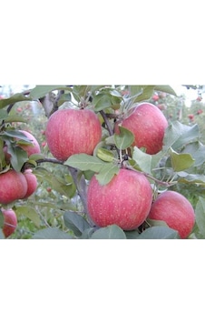 Fuji Elma Fidanı Aşılı - 2 Yaş Tüplü 80-100 Cm Fuji Elma Fidanı Aşılı - 2 Yaş Tüplü 80-100 Cm