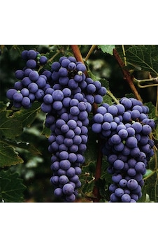 Tüplül Autumn Royal Siyah Çekirdeksiz Üzüm Fidanı Tüplül Autumn Royal Siyah Çekirdeksiz Üzüm Fidanı