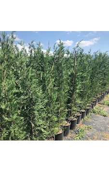 Leylandi Cupressocyparis Leylandii 200-220cm Leylandi Cupressocyparis Leylandii 200-220cm
