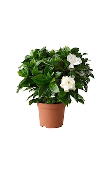 Gardenya Jasminoides Kokulu Gardenya Ev Ve Ofis Bitkisi 10-20 Cm Gardenya Jasminoides Kokulu Gardenya Ev Ve Ofis Bitkisi 10-20 Cm