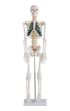 İnsan İskeleti Modeli Spinal Sinirli 85 cm İnsan İskeleti Modeli Spinal Sinirli 85 cm