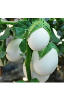 Japanese Egg White Etli Yumurta Patlıcan Tohumu 15 Tohum Japanese Egg White Etli Yumurta Patlıcan Tohumu 15 Tohum