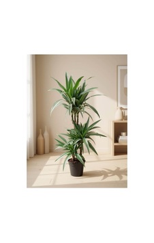 Mine Garden Ankara: Üçlü Dracena Massangeana / Massengena Massena 120-130 Cm Mine Garden Ankara: Üçlü Dracena Massangeana / Massengena Massena 120-130 Cm