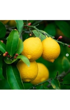 Rüzgarbotanik Yediveren Limon 80Cm 100Cm Rüzgarbotanik Yediveren Limon 80Cm 100Cm