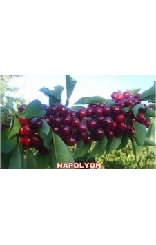 Napolyon Bodur Kiraz Fidanı Aşılı - 2 Yaş Tüplü 20-50 Cm Napolyon Bodur Kiraz Fidanı Aşılı - 2 Yaş Tüplü 20-50 Cm