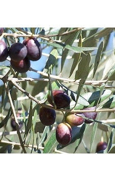 Aşılı Edremit Zeytin Fidanı