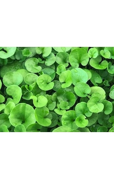 Dichondra Repens Fare Kulağı Çim Tohumu 1KG