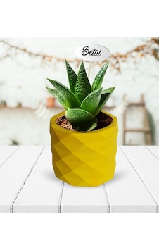 Kişiye Özel Sukulent Canlı Çiçek model 2 Kişiye Özel Sukulent Canlı Çiçek model 2