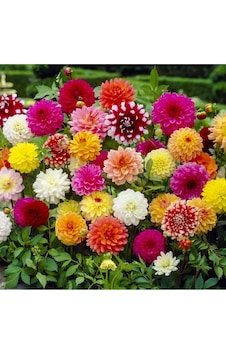 Karışık Yıldız Dahlia Çiçek Soğanı 4 Adet - ADAFDN0198 Karışık Yıldız Dahlia Çiçek Soğanı 4 Adet - ADAFDN0198