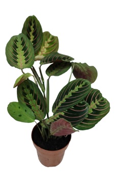 İthal Cins Calathea Marantha Dua Çiçeği İthal Cins Calathea Marantha Dua Çiçeği