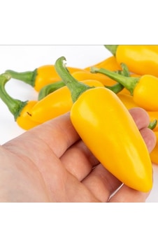 Yellow Jalapeno Çok Acı Biber Tohumu 15 Tohum Yellow Jalapeno Çok Acı Biber Tohumu 15 Tohum