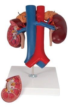 Böbrek Üstü Bezleri, Çıkan Üreterler, Renal Damarlar Ve Büyük Damarları İçeren İnsan Böbrek Modeli, Gerçek Boyut, 2 Parçalı - Böbrek Maketi 01