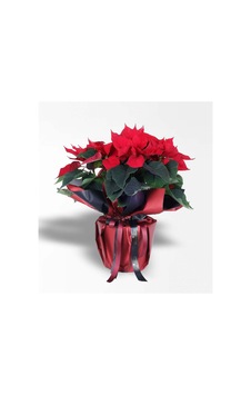 Ponsetya Çiçeği - 873807333