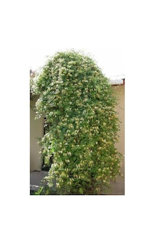 Hanımeli Kokulu Sarmaşık Fidanı Tüplü 60-80 Cm Hanımeli Kokulu Sarmaşık Fidanı Tüplü 60-80 Cm