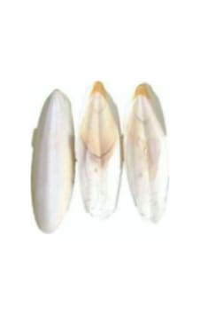 Kalamar Kemiği 100g 2-4 Adet