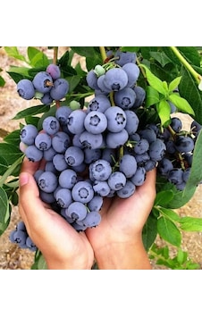 Saksıda 3yaş Yaban Mersini Likapa Blubery Saksıda 3yaş Yaban Mersini Likapa Blubery