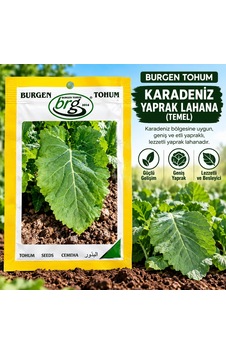Karadeniz Yaprak Lahana Tohumu 10 Gram Karadeniz Yaprak Lahana Tohumu 10 Gram