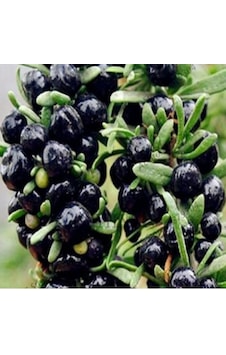 12 Adet Gojiberry Fidanı Karışık Siyah Meyve Tüplü Aşılı 12 Ay Dikim.......... 12 Adet Gojiberry Fidanı Karışık Siyah Meyve Tüplü Aşılı 12 Ay Dikim..........