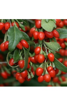Rüzgarbotanik Kırmızı Gojiberry Fidesi 40Cm - 60Cm Rüzgarbotanik Kırmızı Gojiberry Fidesi 40Cm - 60Cm