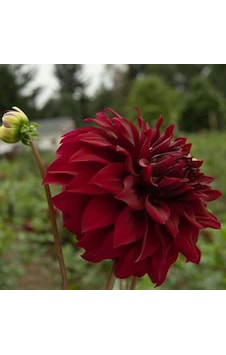 Bordo Renk Spartacus Dahlia Yıldız Çiçeği Yumrusu 1 Adet Bordo Renk Spartacus Dahlia Yıldız Çiçeği Yumrusu 1 Adet