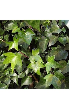 Hedera Sarmaşığı Fidesi - Hedera Helix 35-45 Cm Canlı Bıtkı