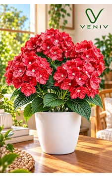 40-45 Cm Kırmızı Yapay Ortanca Çiçeği Dekoratif Saksılı Yapay Çiçek, Ev Ve Salon Süsü Diğer 40-45 Cm Kırmızı Yapay Ortanca Çiçeği Dekoratif Saksılı Yapay Çiçek, Ev Ve Salon Süsü Diğer
