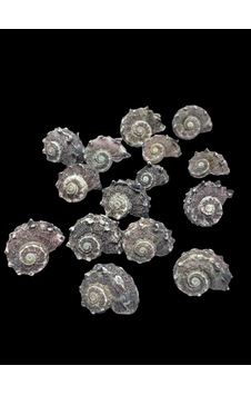 Deniz Kabukları 100 Gr No-12-angariadelpenola