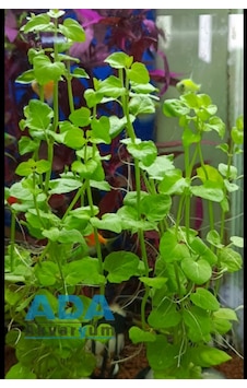 Lysimachia Nummularia Sp Green Akvaryum Bitkisi,canlı Bitki 5 Dal