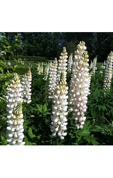 Beyaz Acı Bakla Çiçeği Tohumu White lupinus 30 Tohum