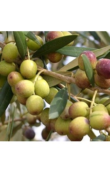 İdeapazar Tüplü İspanyol Bodur Arbequina Zeytin Fidanı 2 Yaş İdeapazar Tüplü İspanyol Bodur Arbequina Zeytin Fidanı 2 Yaş